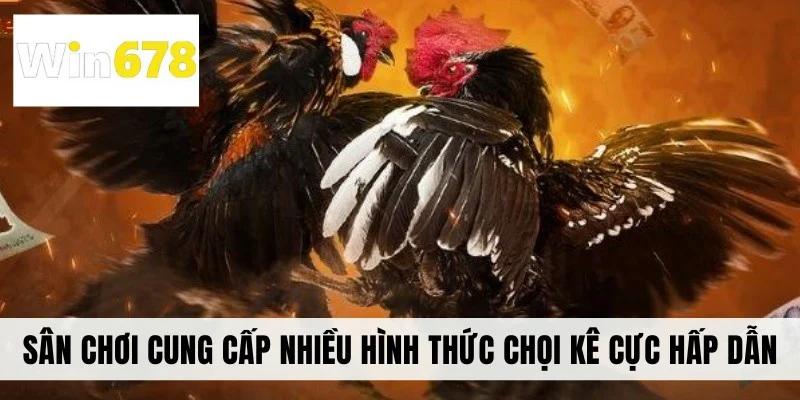 Sân chơi cung cấp nhiều hình thức chọi kê cực hấp dẫn