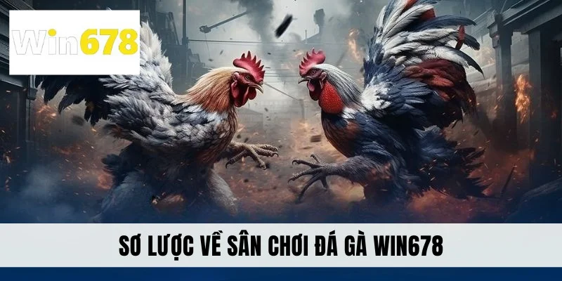 Sơ lược về sân chơi đá gà WIN678